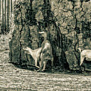 Goats Maasai Village Ngorongoro 4169 Poster