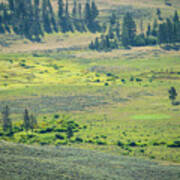 Scenery At Mt Washburn Trail In Yellowstone National Park, Wyomi #5 Poster