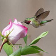 Broad-tailed Hummingbird #6 Poster
