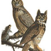 Great Horned Owl By John James Audubon Poster
