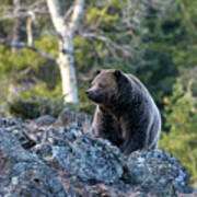 Ice Box Canyon Grizzly #7 Poster