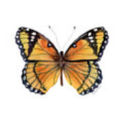 76 Viceroy Butterfly Poster