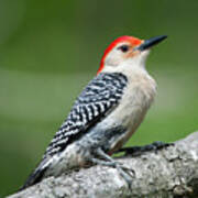Male Red-bellied Woodpecker #8 Poster