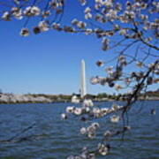 Cherry Blossoms Washington Dc #9 Poster
