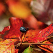 Nature Photography - Fall Leaves #9 Poster