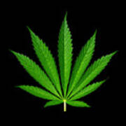 9-point Cannabis Leaf Black Background Poster