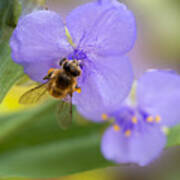 A Bee Visits A Purple Spiderwort Poster