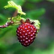 A Berry Red Berry Poster