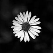 Black And White Bloom Of Bellis Perennis Poster