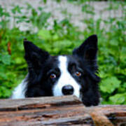 A Border Collie Is Waiting For A Task. Poster