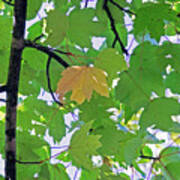 A Canopy Of Leaves Poster