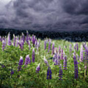 A Childs Dream Among Lupine Poster