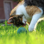 A Domestic Cat, Felis Silvestris Catus, Playing With Small Blue Ball On Garden Poster