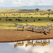 A Group Of Plains Zebra Reflected In A Water Hole In The Masai Mara, Kenya Poster