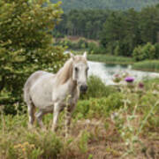 A Horse Poster