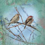 A House Finch Love Story Poster