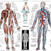 A Human Nervous System And Muscular System Poster