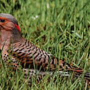 A Northern Flicker Poster