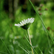 A One Daisy In The Middle Of Grassland. View Is From Down Heading Up. Springtime And Summer Come To Our Lands Poster