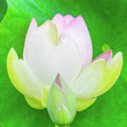 A Pair Of Lilies In Front Of A Lily Pad Poster