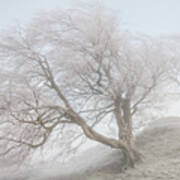A Pair Of Windswept, Frost Laced Trees In Winter Poster