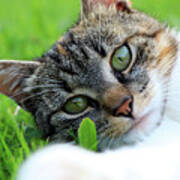 A Part Of Body Of Domestic Cat Lying In Grass And Looking On Camera In Right Moment Poster