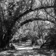 A Path Through The Forest In Black And White Poster