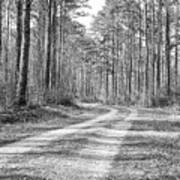 A Road Runs Through It - Pine Forest Wilderness Poster