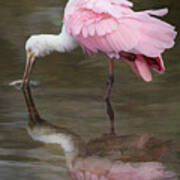 A Roseate Spoonbill Reflection Poster
