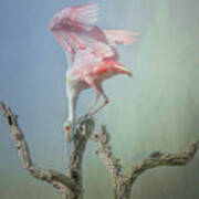 A Roseate Spoonbill Poster