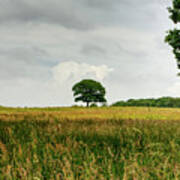 A Single Lone Tree On A Hill In The Hopwood Woods Nature Reserve 2021. Poster
