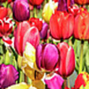 A Slice Of A Tulip Field Poster