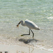 A Snowy Egret Feeds On A Shrimp Along Wiggins Pass At Barefoot B Poster