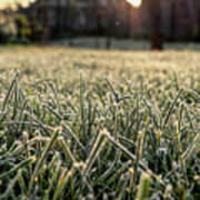 Stem Of Grass Are Covering Snow. Poster