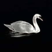 A Swan At Night On The Lake Poster