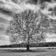A Tree In Winter In Black And White Poster