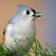 A Tufted Titmouse In Profile Poster
