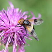 A Volucella Pellucens Pollinating Red Clover Poster