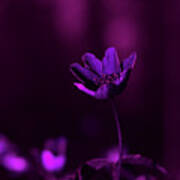 A White Anemone Under Uv Light Poster