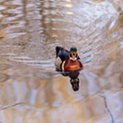 A Wood Duck In A Lake Poster