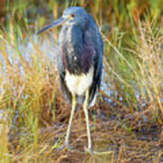 A Young Blue Heron Poster
