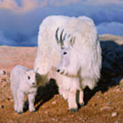 Above The Clouds. Mother And Kid - A Young Rocky Mountain Goat Stands Inquisitively Next To Its Mom. Poster