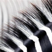 Abstract Closeup Showing The Black And White Striped Mane Of A Z Poster