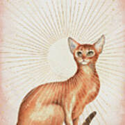 Abyssinian Cat Poster