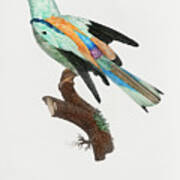Abyssinian Roller Male - Vintage Bird Illustration - Birds Of Paradise - Jacques Barraband Poster