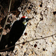 Acorn Woodpecker On Tree Poster