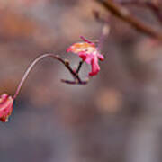 Acrobatic Leaves Poster