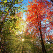 Adirondacks Autumn At Rich Lake 8 Poster