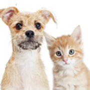 Adorable Orange Kitten And Puppy Closeup Poster