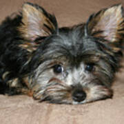 Adorable Yorkie Puppy 2 Poster